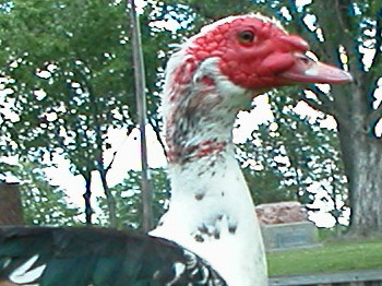muscovy duck